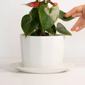 Planter Object Nº 01 — Oval Porcelain Planter